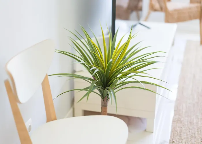 公寓 Family Auditorio 大加那利岛拉斯帕尔马斯